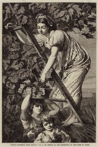Grape gathering near Naples